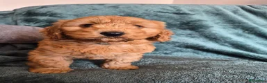 Cocker Spaniel 2