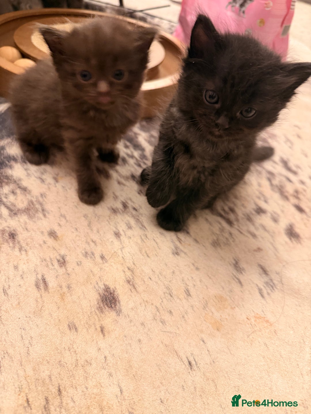 Ragdoll cats for sale: Beautiful Persia dolls  - Advert 18