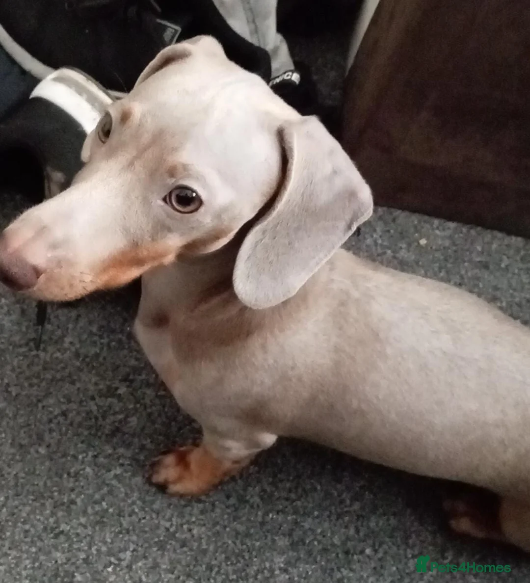 Miniature Dachshund dogs for sale: Mini dachshund - Advert 4