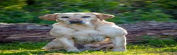 Labrador Retriever dogs for stud: Yellow Labrador Stud - Harry - Advert 2
