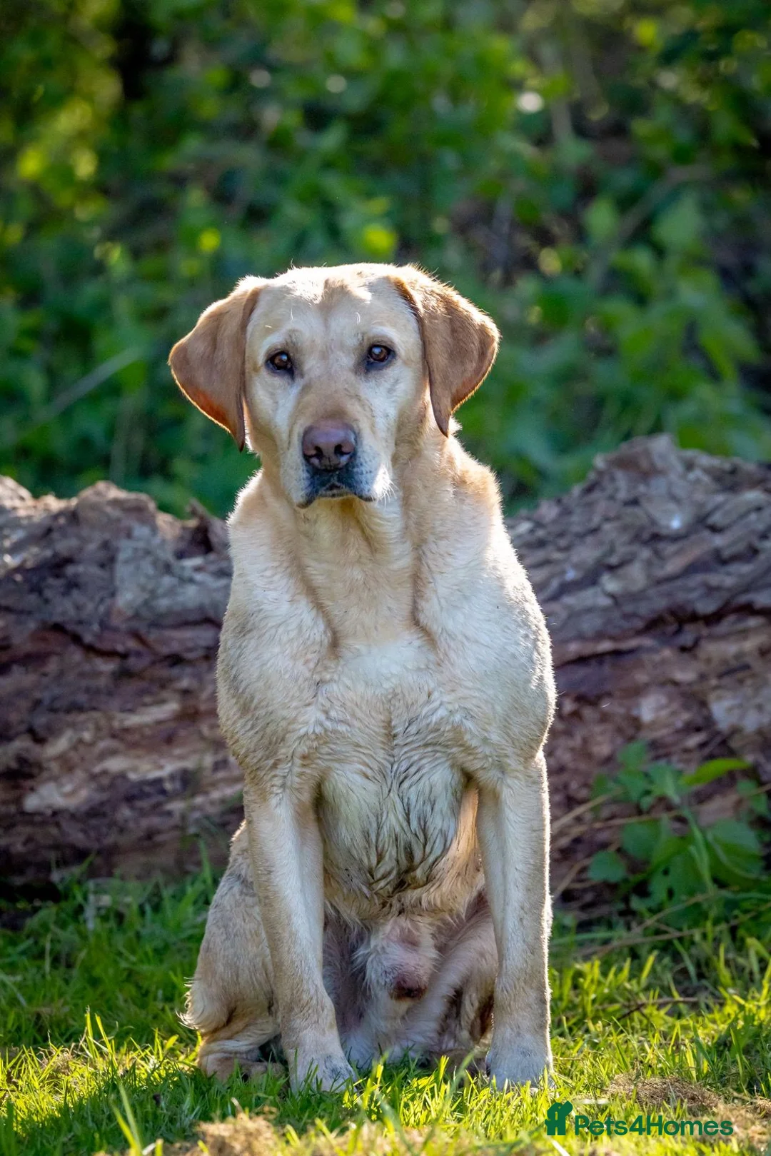 Labrador Retriever dogs for stud: Yellow Labrador Stud - Harry - Advert 2