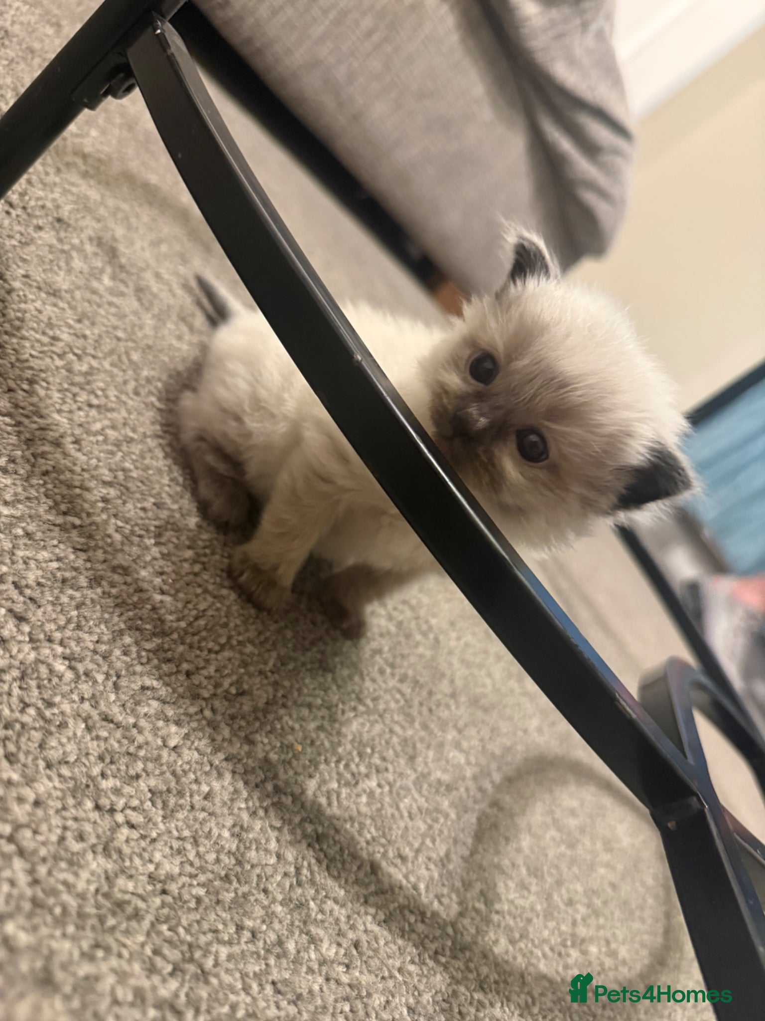 Ragdoll cats 🐾 Beautiful Ragdoll Kittens Available🐾 - Advert 15