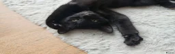 Mixed Breed cats for sale: Adorable moggy kittens ready now - Advert 3