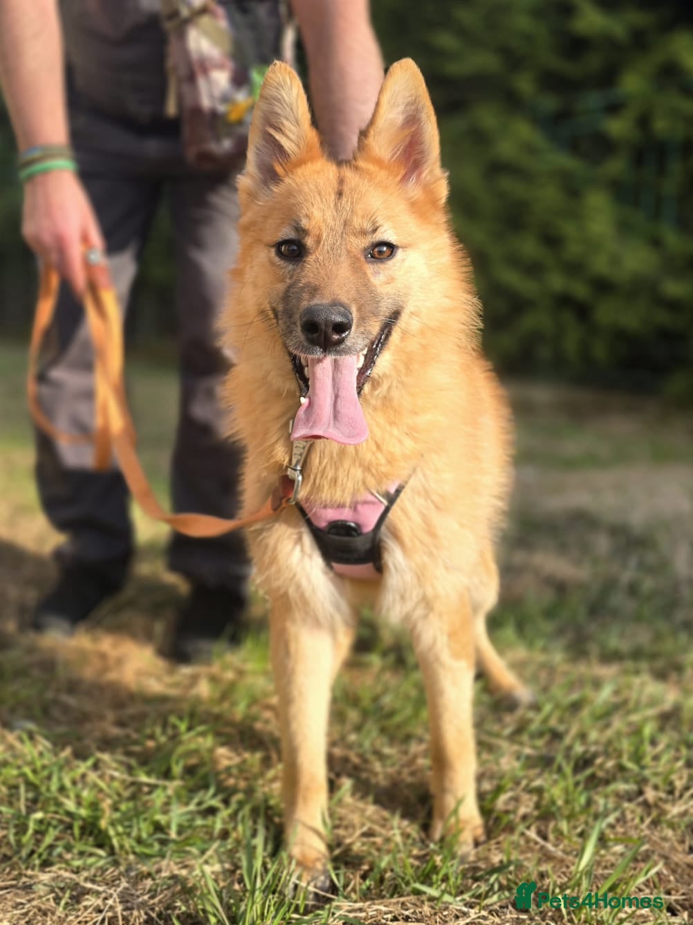 Mixed Breed dogs ❤️REGINA❤️9 months Knee-size Sunny Girl - Advert 1