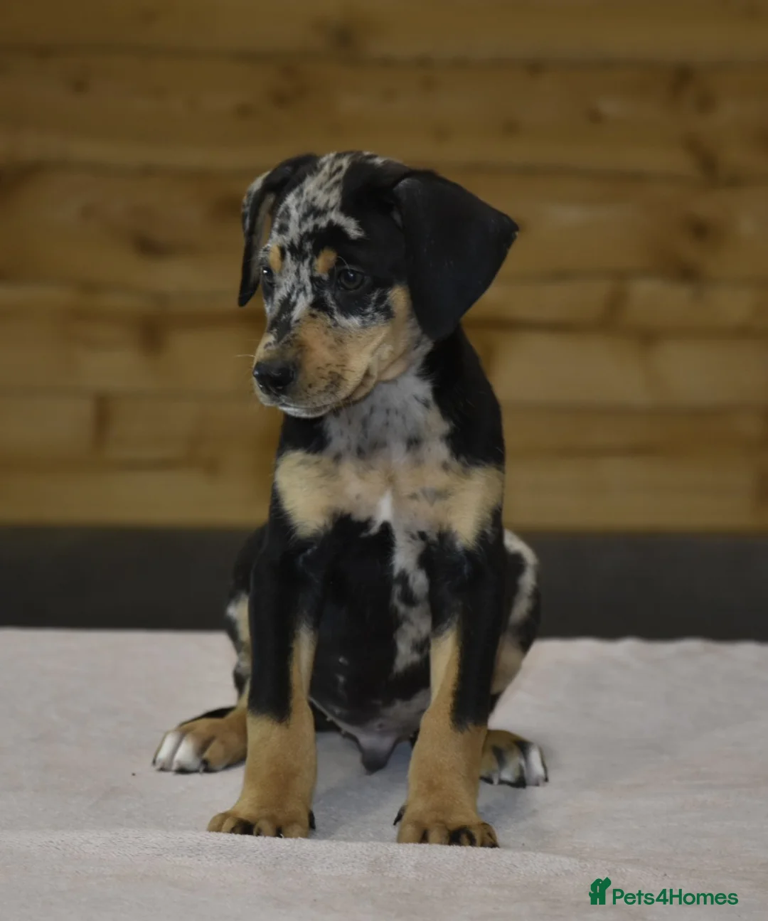 Dobermann dogs for sale: Unique hybrid dobermann pups - Advert 6