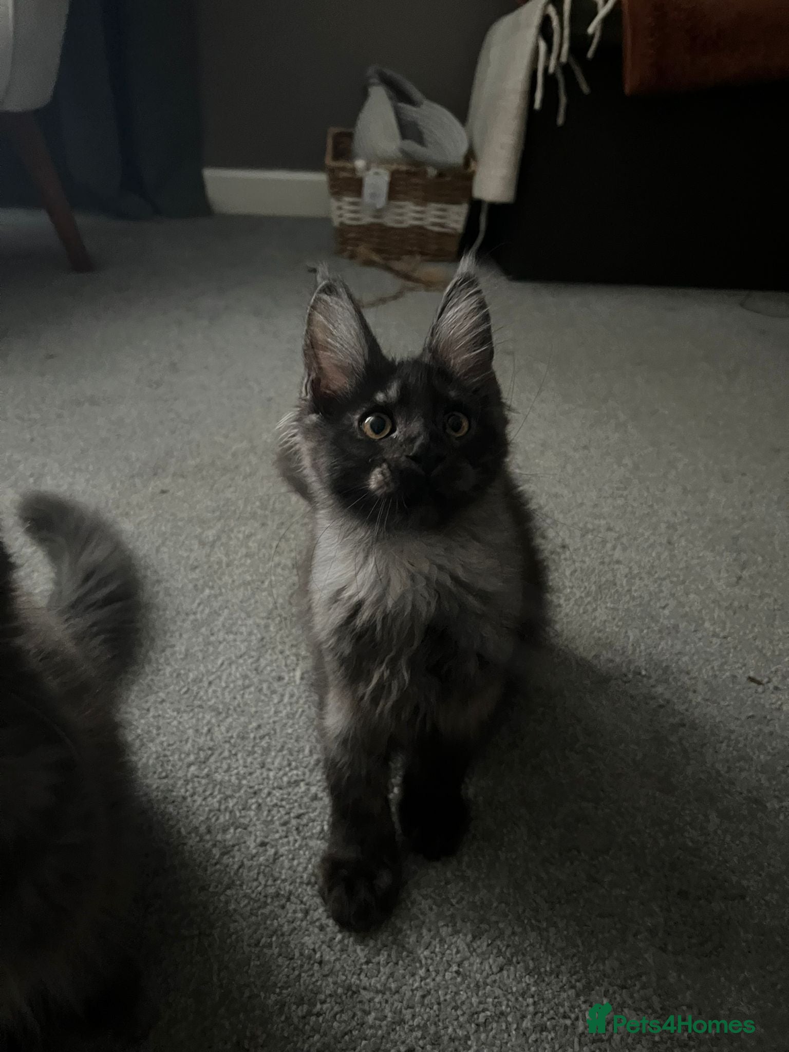 Maine Coon cats GCCF Maine coon boys ready now - Advert 2