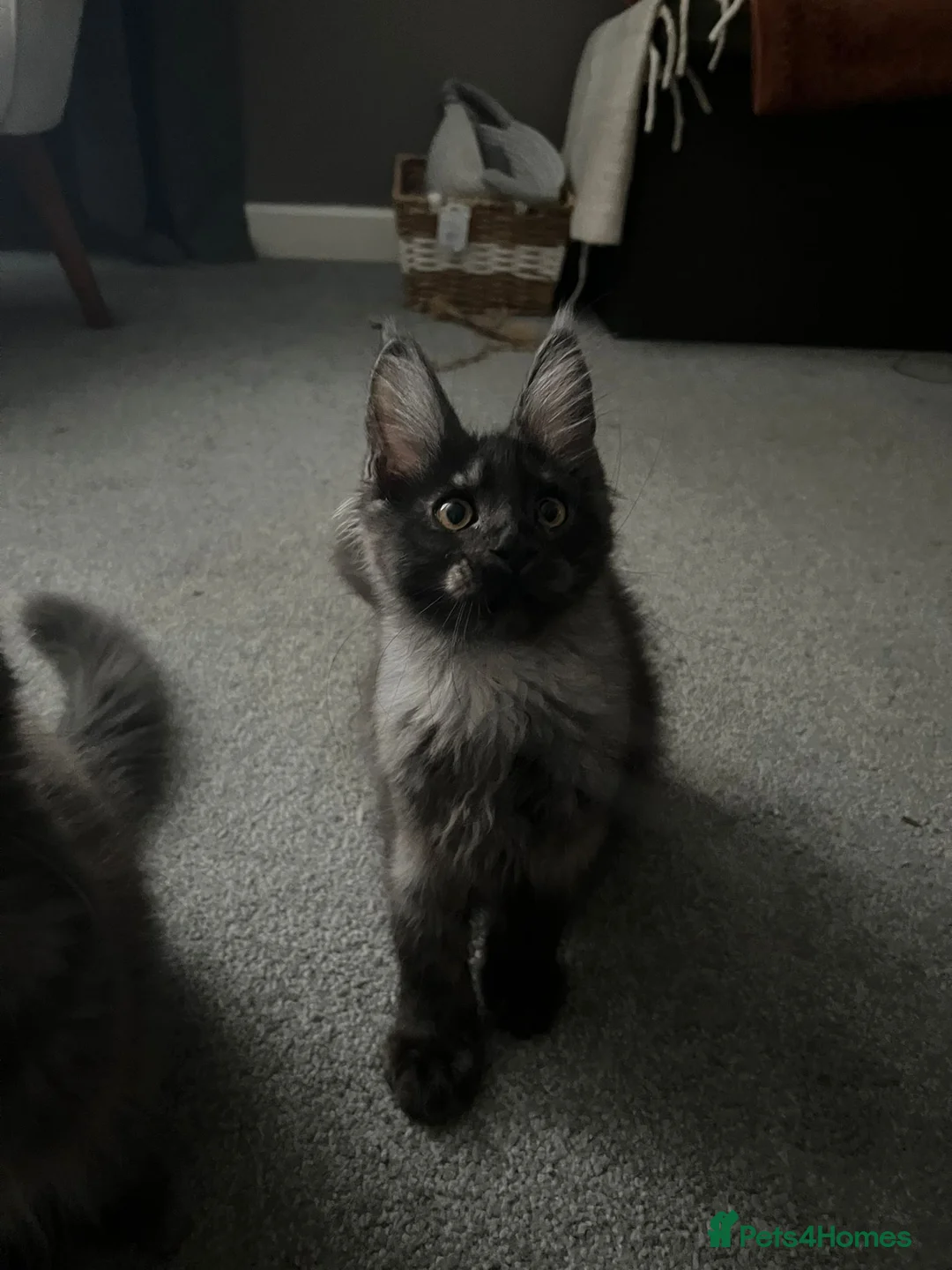 Maine Coon cats for sale: GCCF Maine coon boys ready now - Advert 2