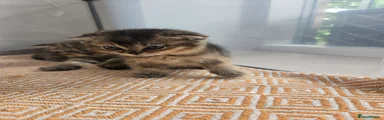Golden Black Shaded (orange collar)