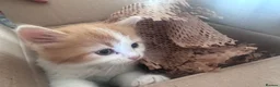 Mixed Breed cats for sale: Adorable kittens looking for their forever homes - Advert 2