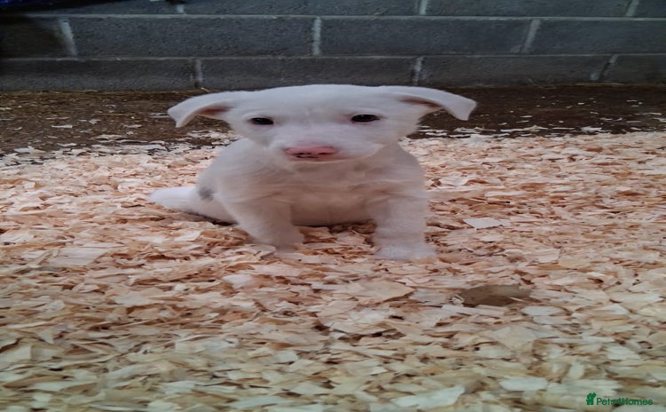 Mixed Breed dogs - Advert 13