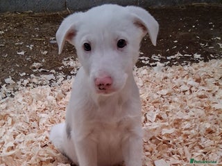 Mixed Breed dogs Border collie x lurcher - Advert 14