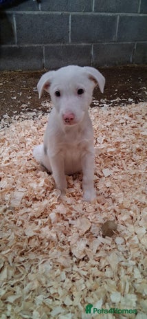 Mixed Breed dogs - Advert 13