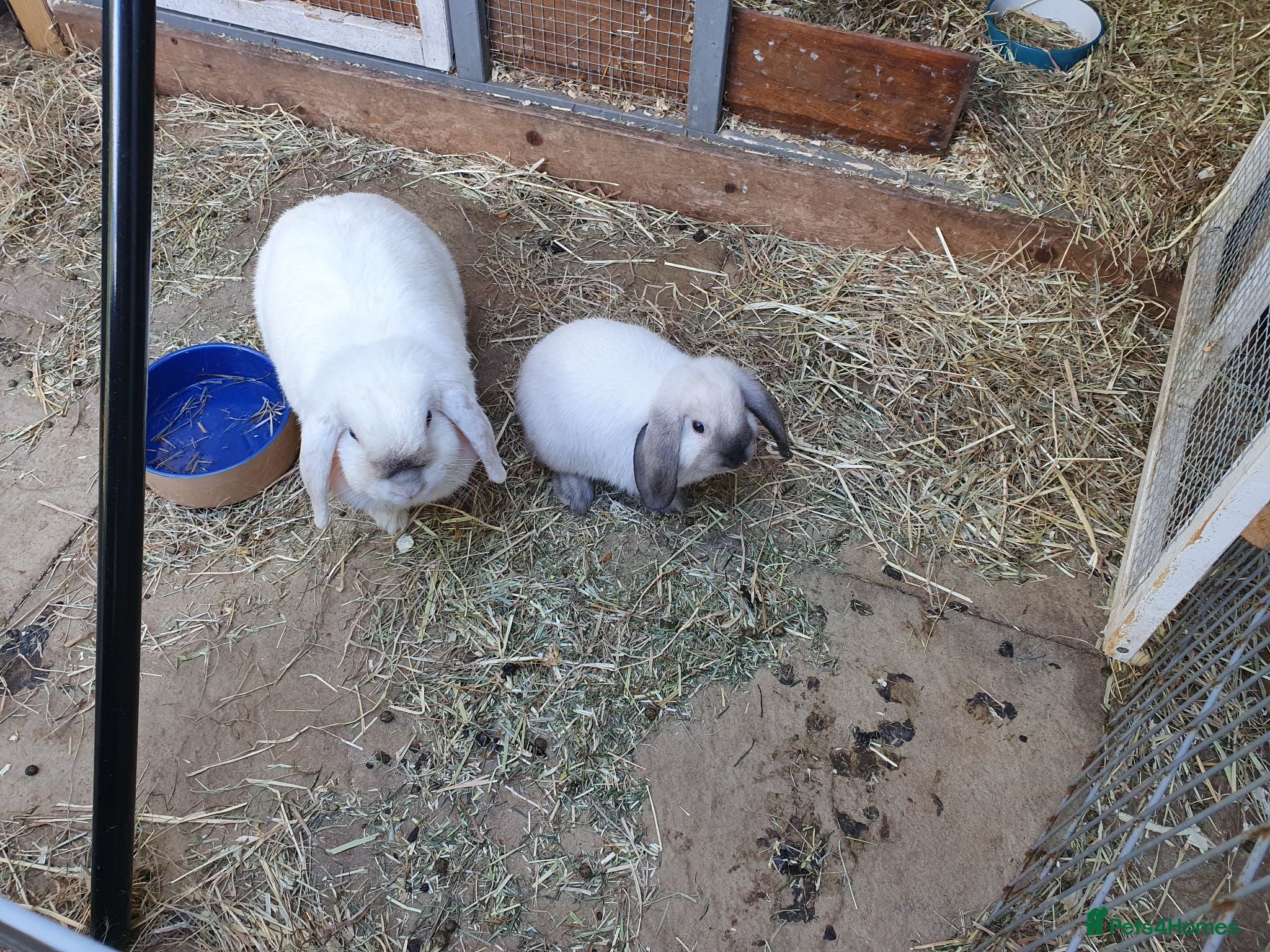 Mini Lop rabbits Friendly vaccinated baby mini lop boys - Advert 1