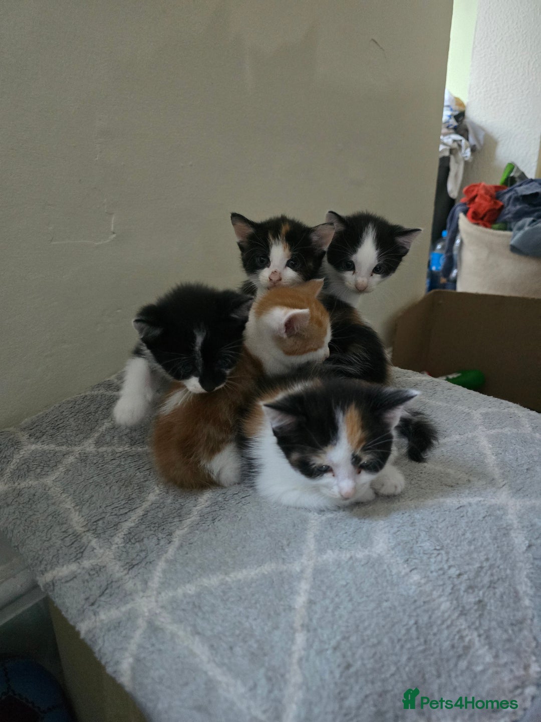 Domestic Shorthair cats for sale: Kittens  - Image 12