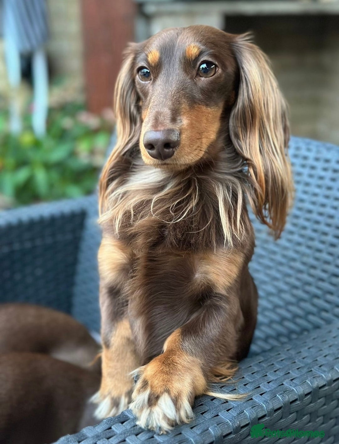 Miniature Dachshund dogs for sale: Gorgeous Miniature Dachshund Puppies!! - Image 11