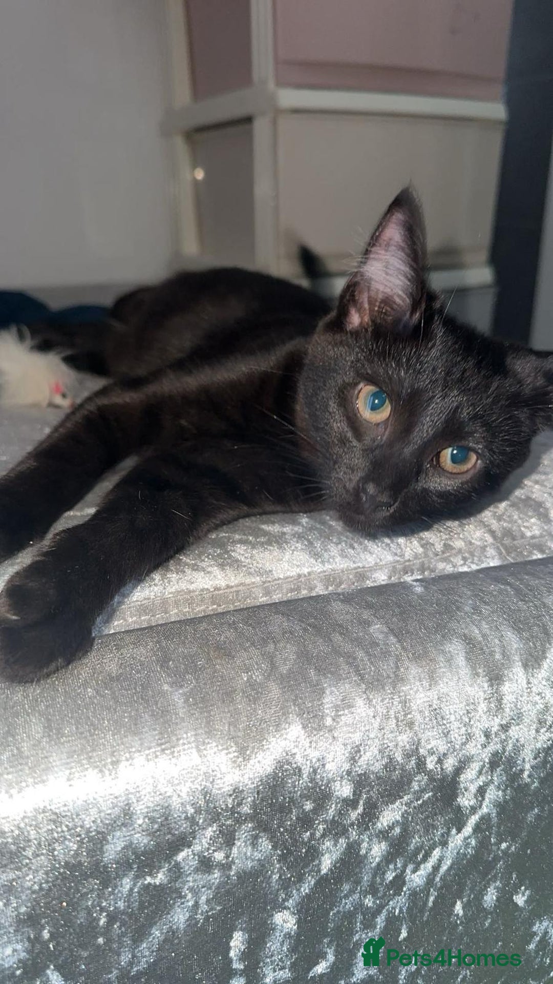 British Shorthair cats for sale: Loki and Hazel selling as a pair - Advert 4