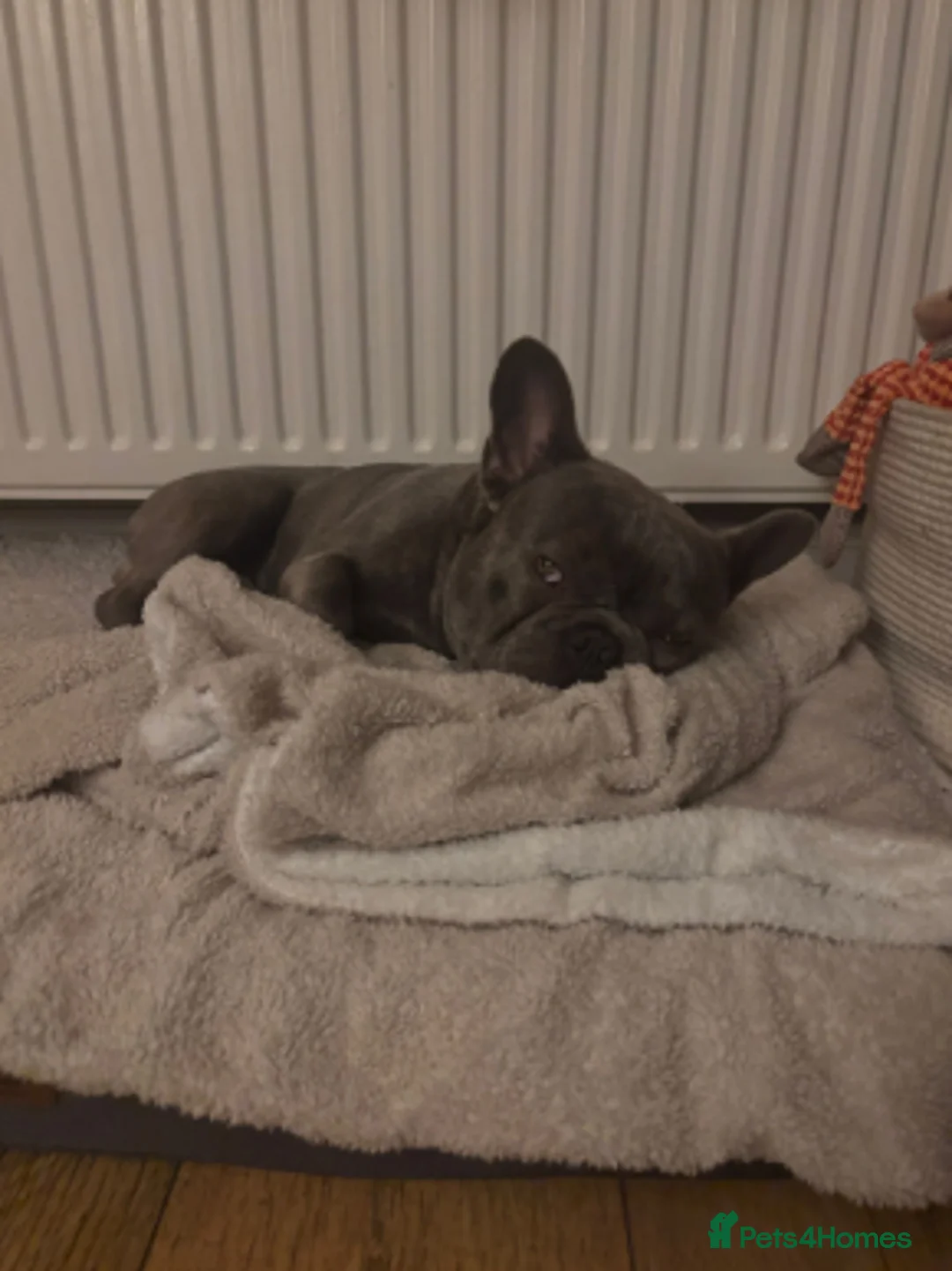 French Bulldog dogs for sale: 1 Year old Male French Bulldog.  - Advert 4