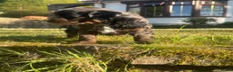 Cavapoo dogs for sale: F1B Cavapoo puppies 🐶 in Neath - Advert 8