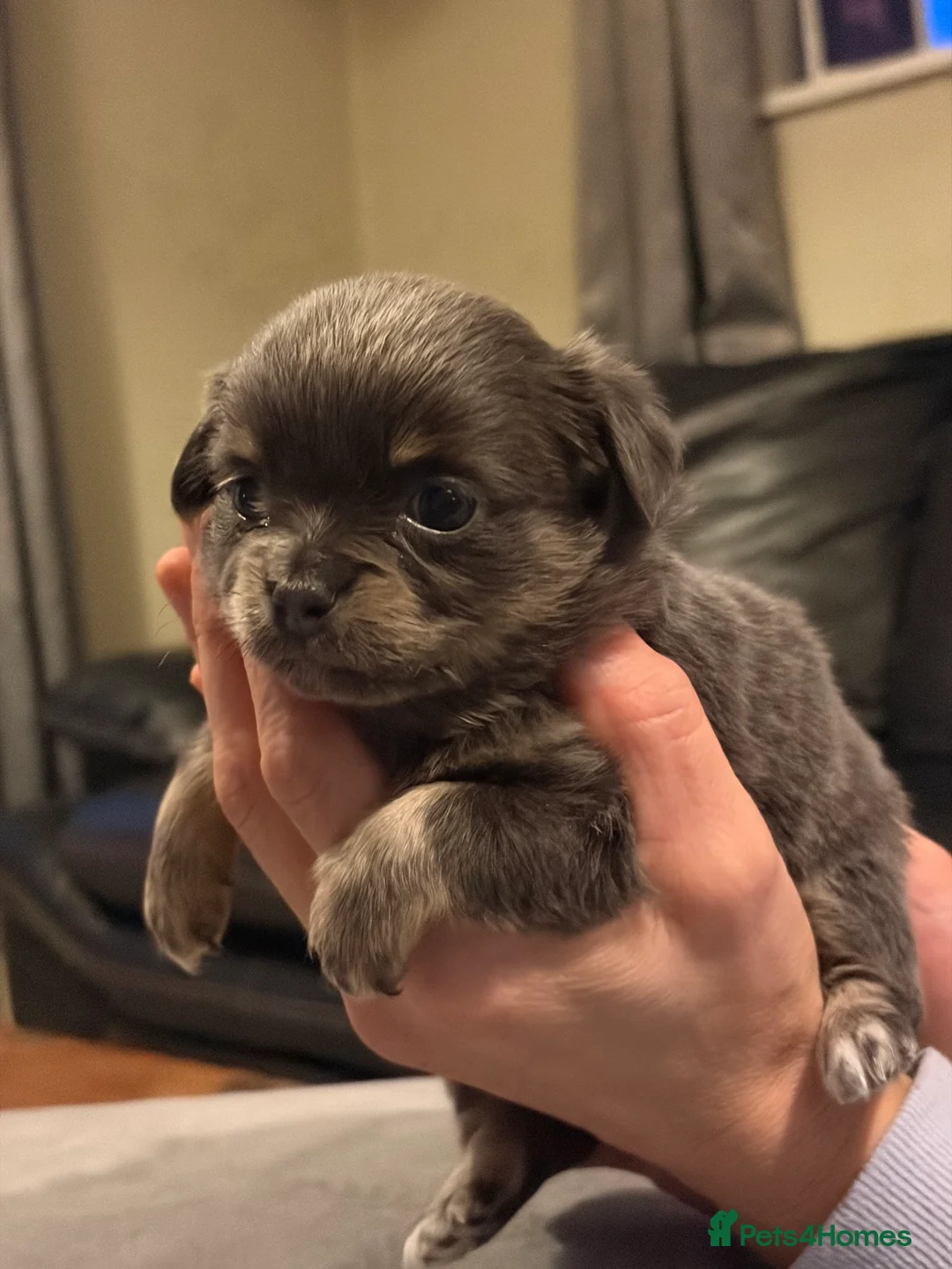 Chihuahua dogs for sale: Beautiful chihuahua puppies in Leatherhead - Advert 16