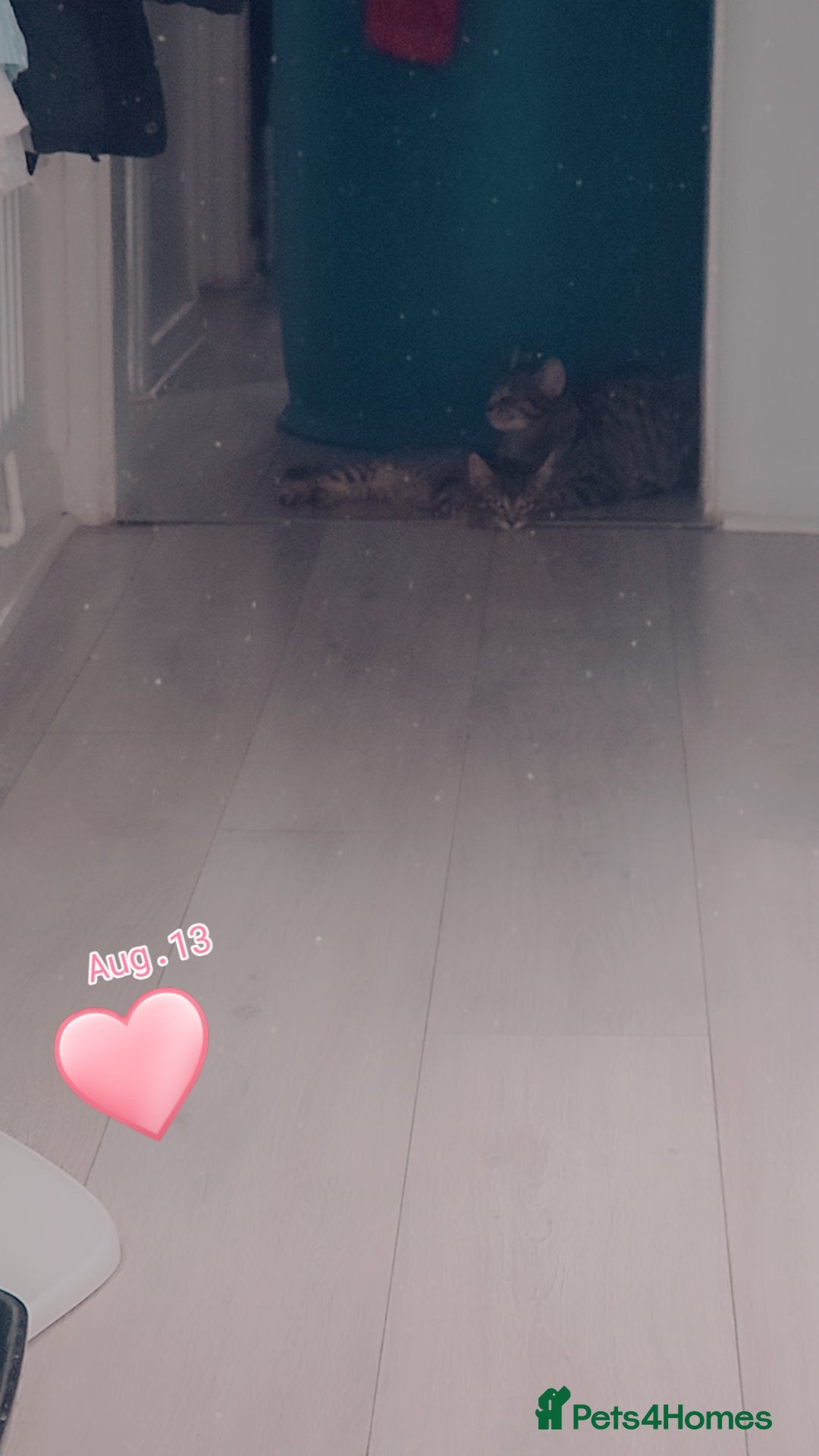 Bombay cats for sale: Kitten - Image 2