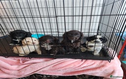 Cockapoo dogs for sale: Beautiful cockapoo  - Image 4
