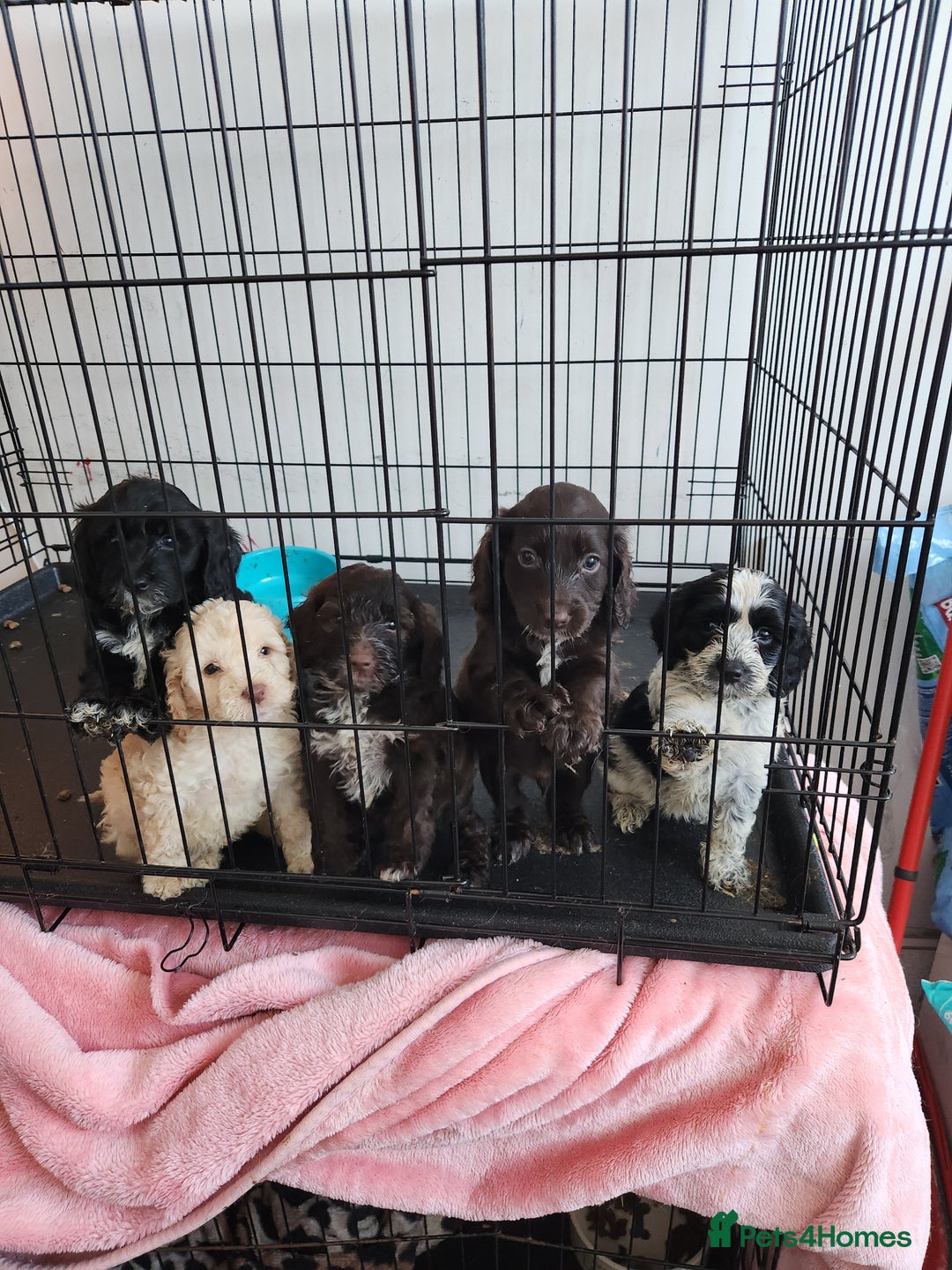 Cockapoo dogs for sale: Beautiful cockapoo  - Image 4