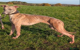 Whippet dogs for sale: Adult Female whippet - Advert 2