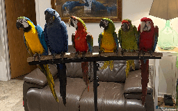 Macaws birds for sale: A fantastic selection of Macaws  - Image 5