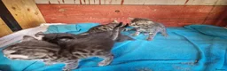 Mixed Breed cats for sale: Bengal,Siamese, Maine coon mix kittens.  - Advert 24