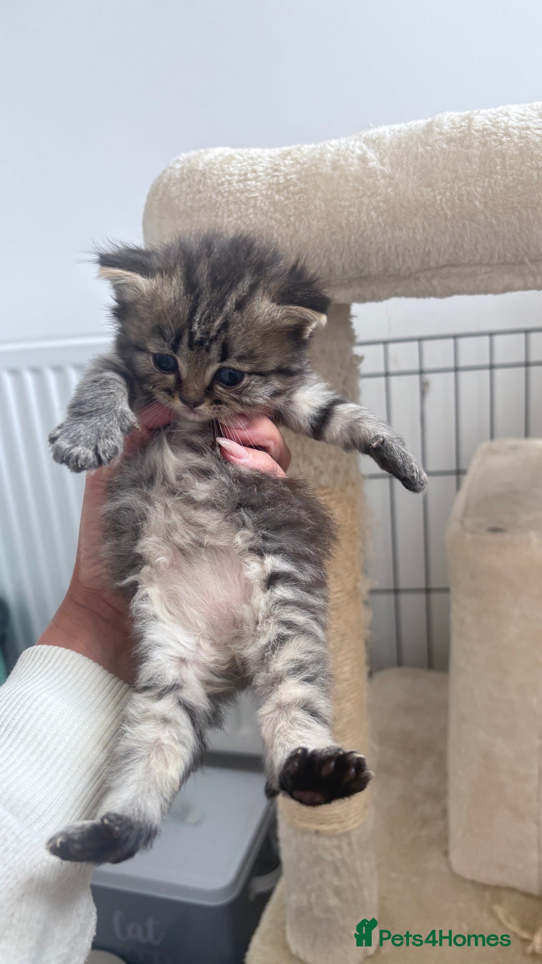 Persian cats for sale: Beautiful persian chinchilla tabby kittens  - Image 6
