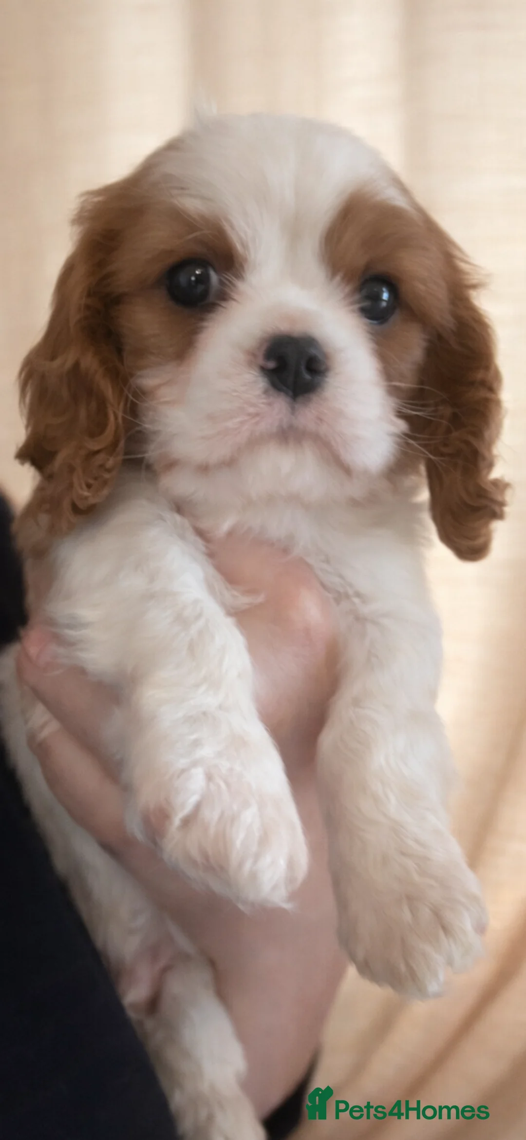 Cavalier King Charles Spaniel dogs for sale: 2 Beautiful Boys  in Burgess Hill - Advert 1