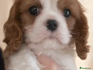 Cavalier King Charles Spaniel dogs 2 Beautiful Boys - Advert 7