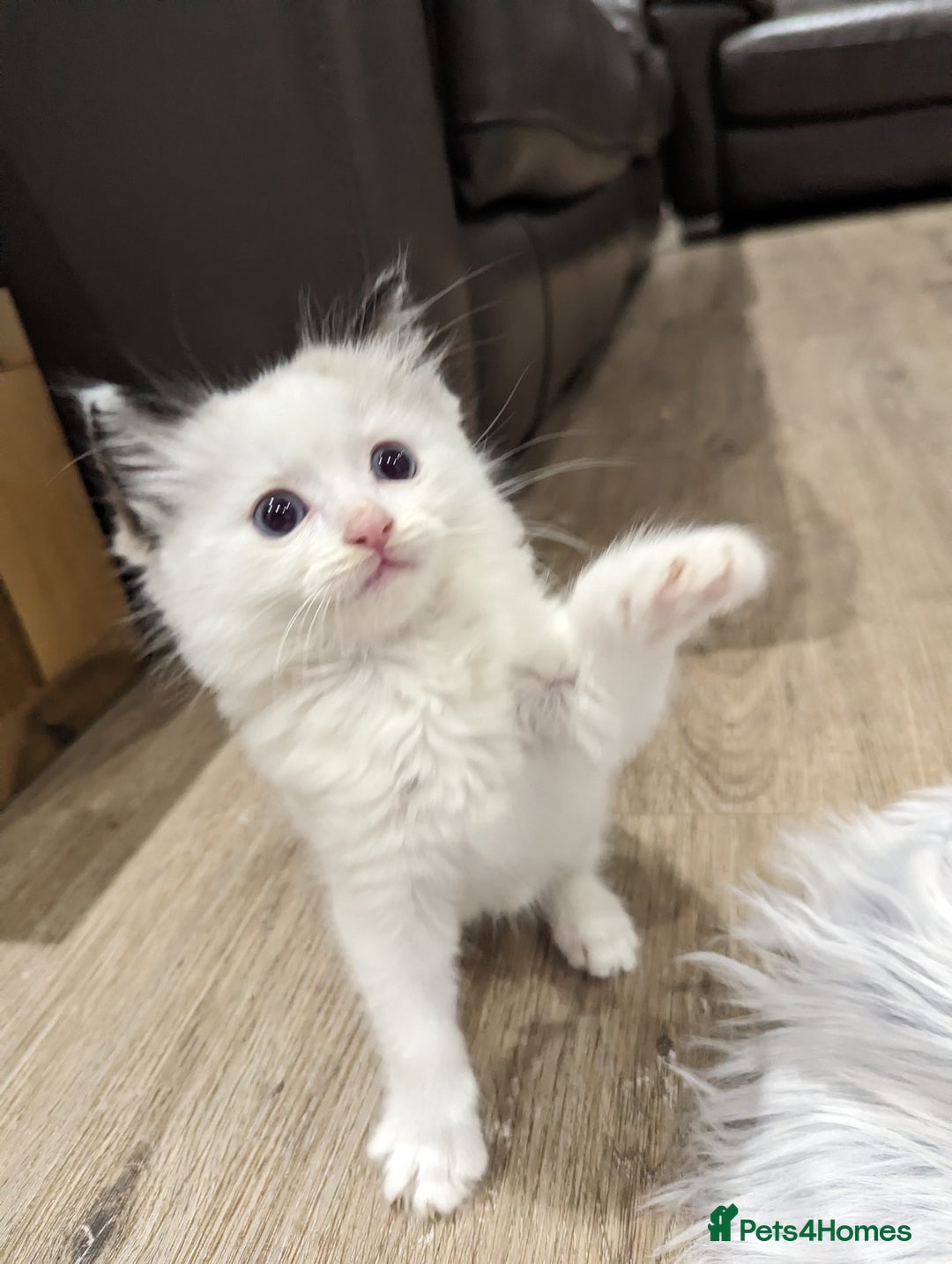Ragdoll cats for sale: Gorgeous Ragdoll kittens  - Image 7