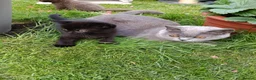 Mixed Breed cats for sale: Black kittens  - Advert 7