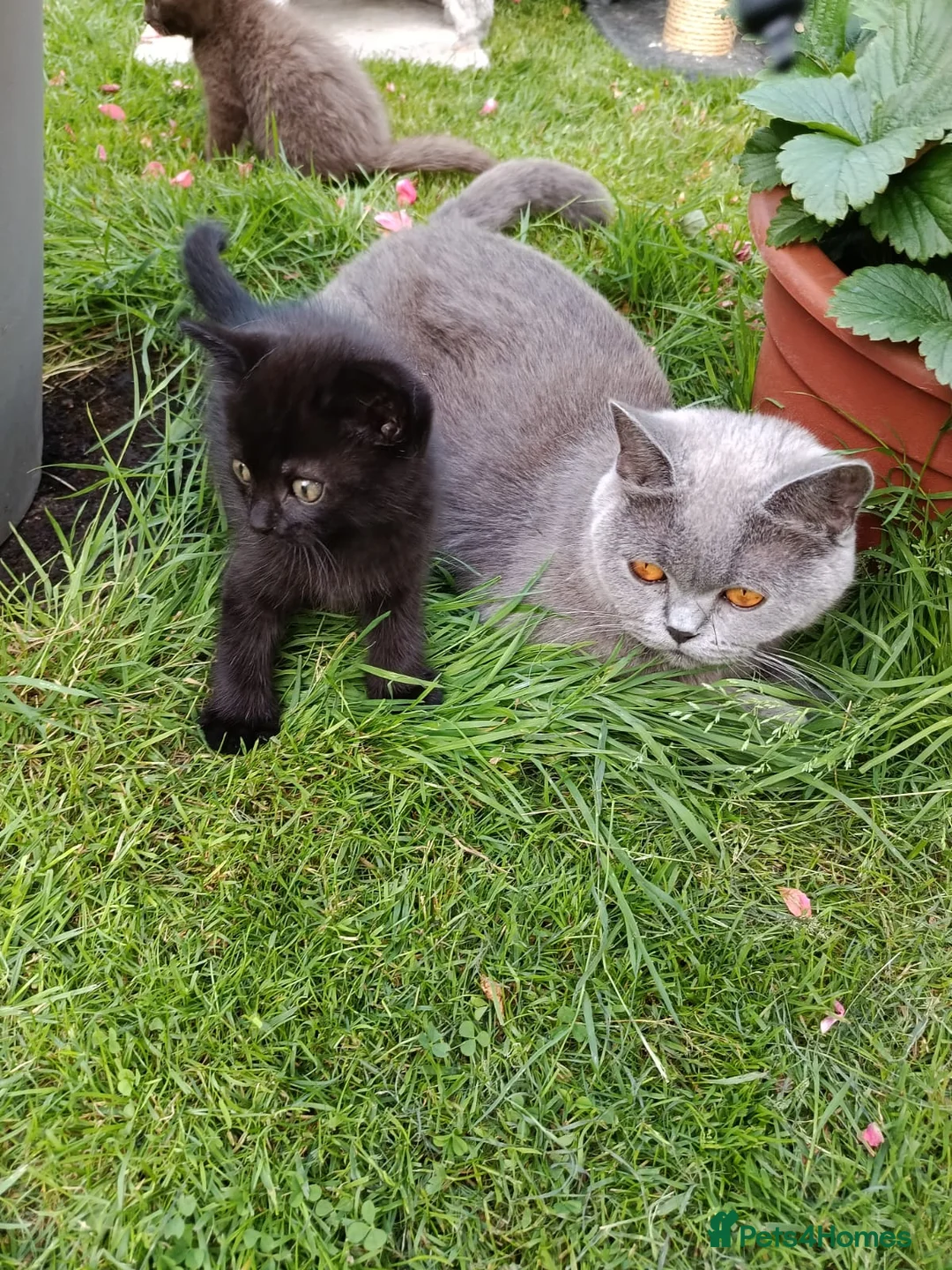 Mixed Breed cats for sale: Black kittens  - Advert 7