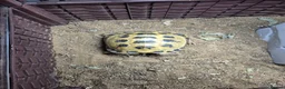 Tortoise reptiles for sale: Tortoise and full set up - Advert 2