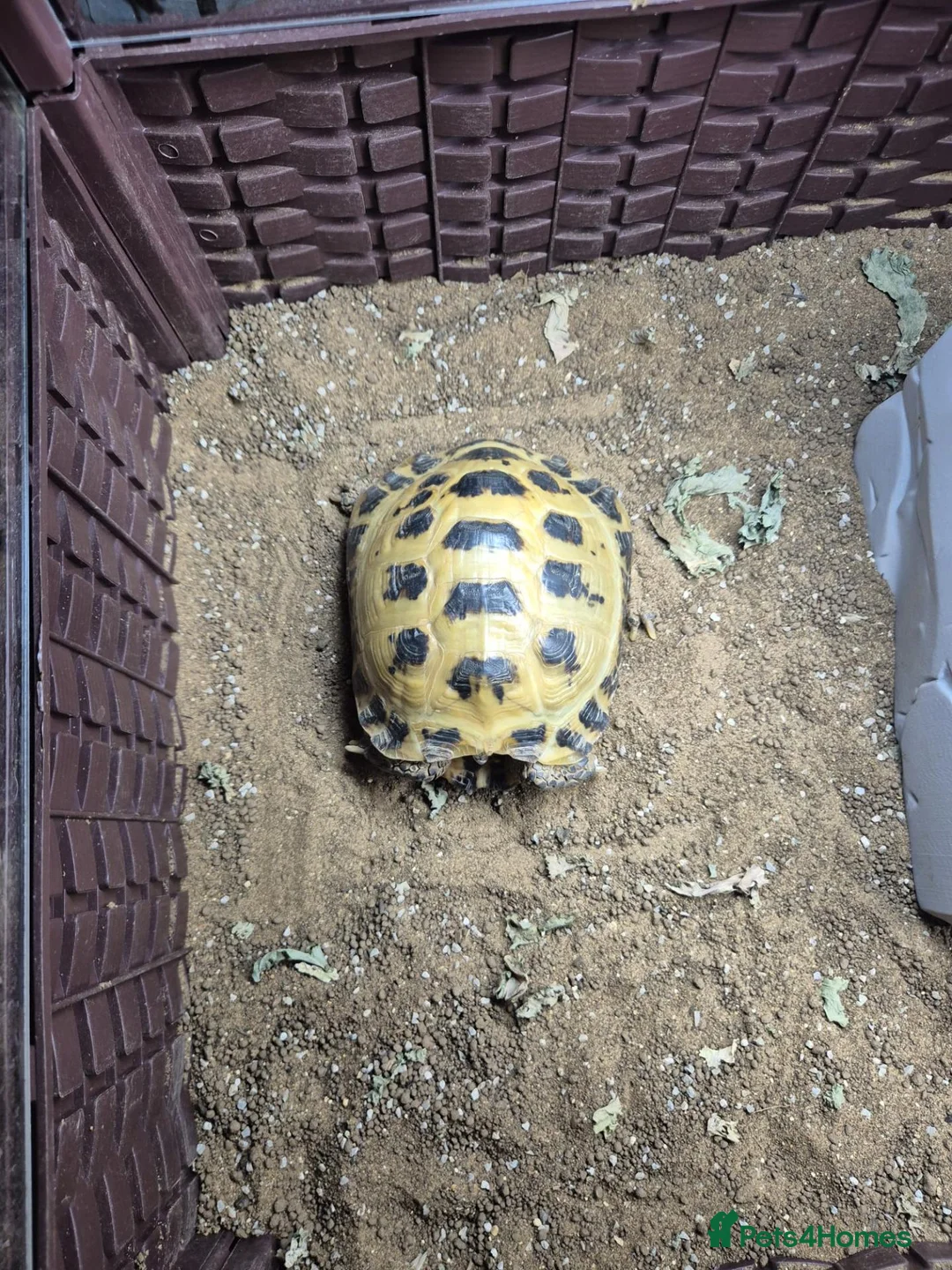 Tortoise reptiles for sale: Tortoise and full set up - Advert 2