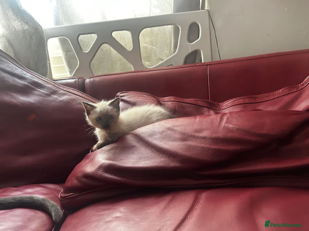 Siamese cats for sale: Stunning Siamese kittens  - Advert 2