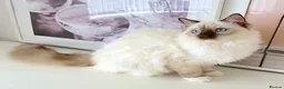 Ragdoll cats for sale: GCCF ACTIVE (FOR BREEDING) SEAL POINT MITTED GIRL - Advert 28