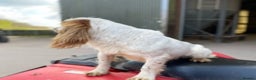 Cocker Spaniel dogs for stud: working cocker for stud Lemon & White Kc reg in Taunton - Advert 4