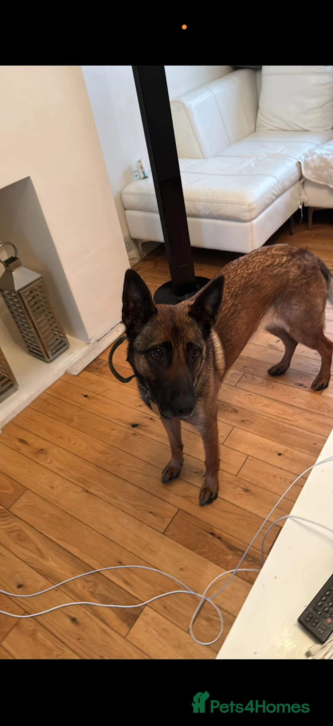 Mixed Breed dogs for sale: We’re sadly looking to rehome our Belgian Malinois in Enfield - Advert 4