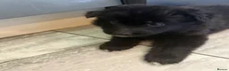 German Shepherd dogs for sale: 8 chunky long haired German shepherds puppies - Advert 25
