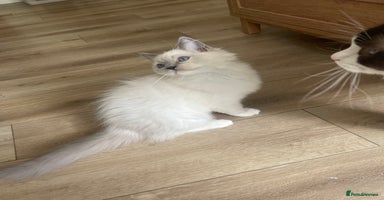 Ragdoll cats - Advert 8
