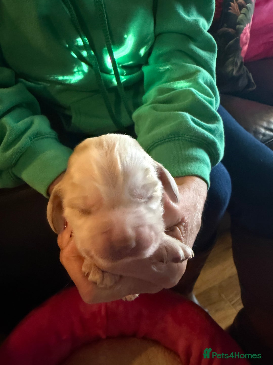 Cocker Spaniel dogs for sale: Show cocker spaniel pups - Advert 36