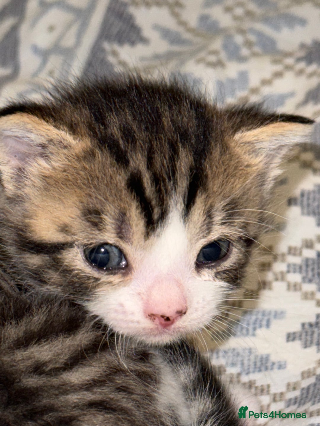 Domestic Shorthair cats for sale: Our babies looking for their forever lovely home - Image 27