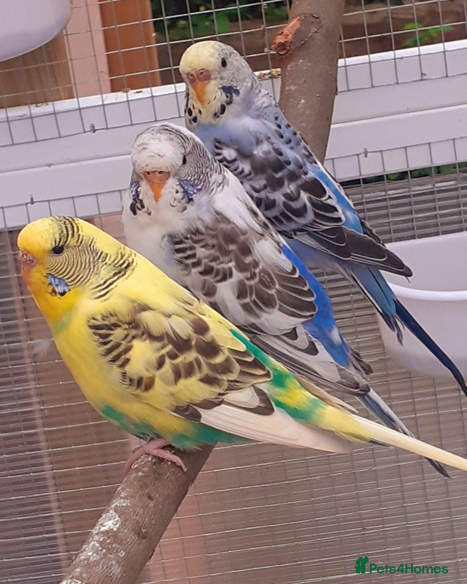Budgerigars birds Baby Budgies & Adult show type blue budgies - Advert 5