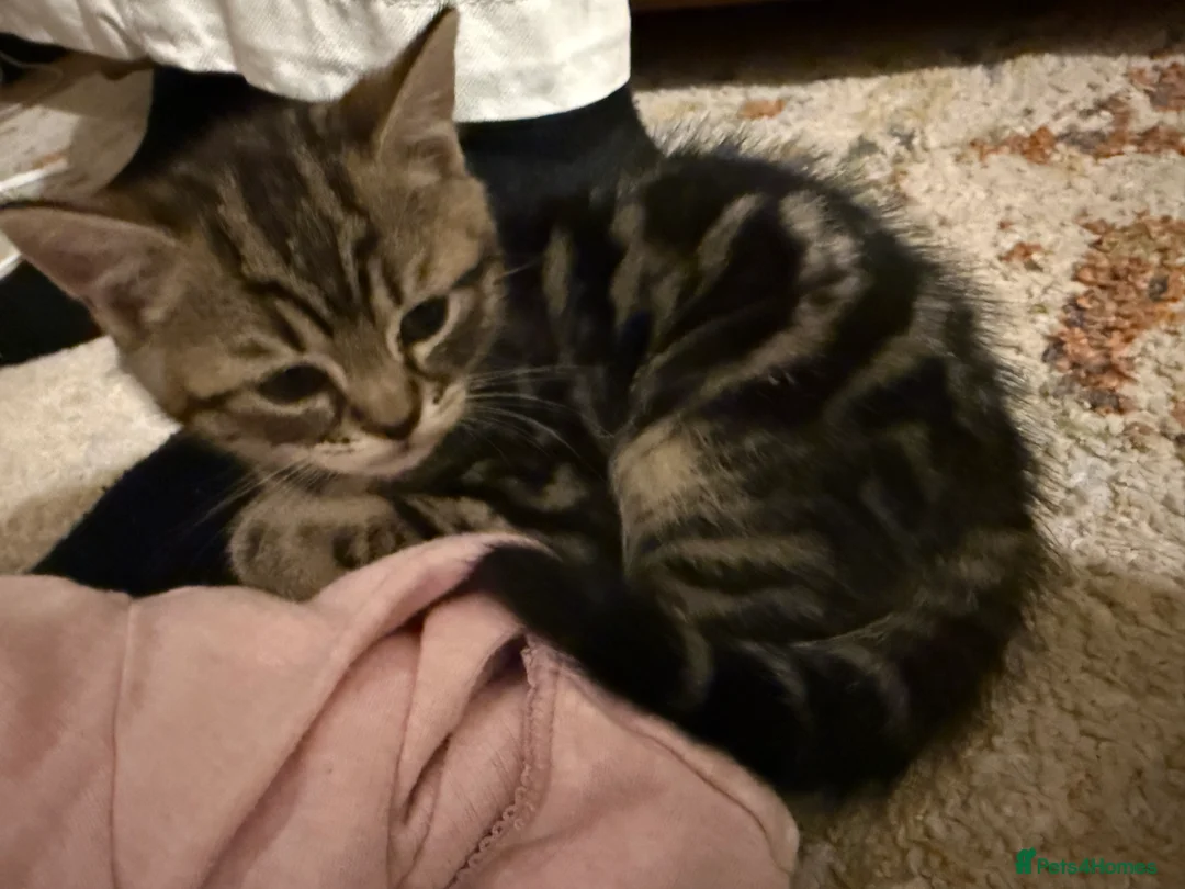 Mixed Breed cats for sale: Tuxedo, tabby and British shorthair mix - Advert 3