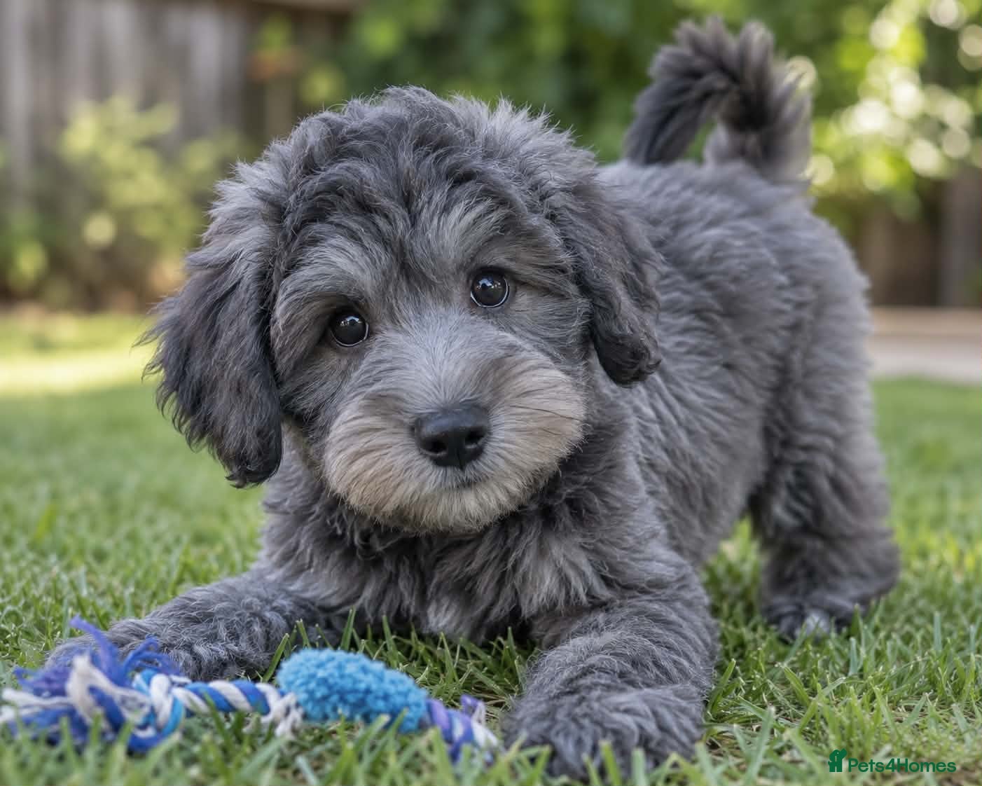 Schnoodle dogs BLUE Schnoodle Puppies 🐾 - Advert 18