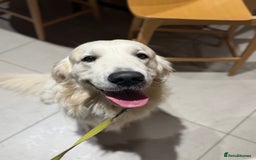 Golden Retriever dogs for stud: KC English CREAM retriever STUD…. - Advert 9