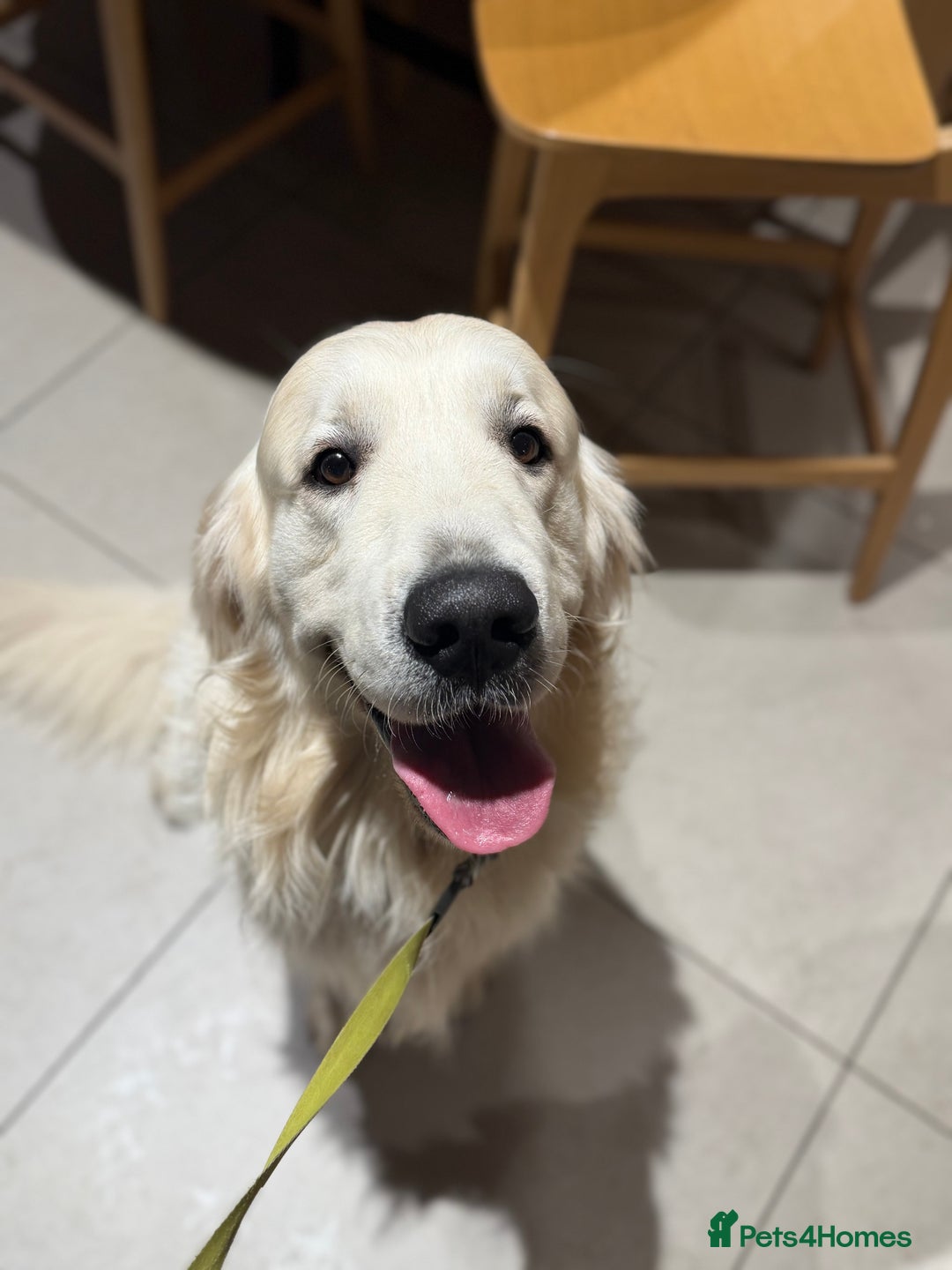 Golden Retriever dogs for stud: KC English CREAM retriever STUD…. - Advert 9